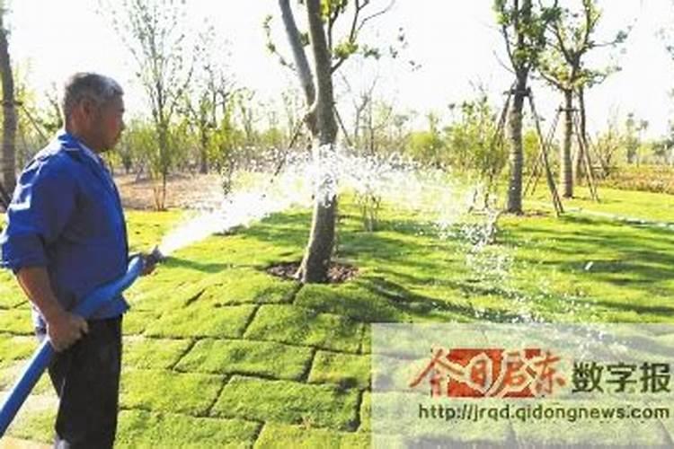 新买来的草皮需要施肥吗