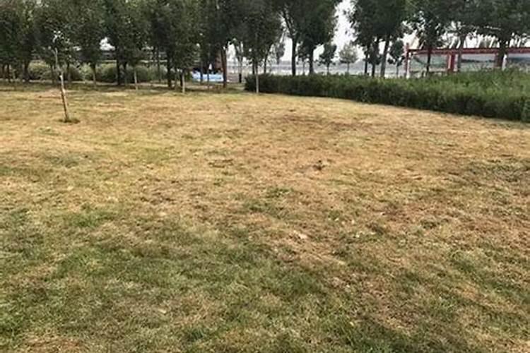 新种四季青草坪多少天可以施肥