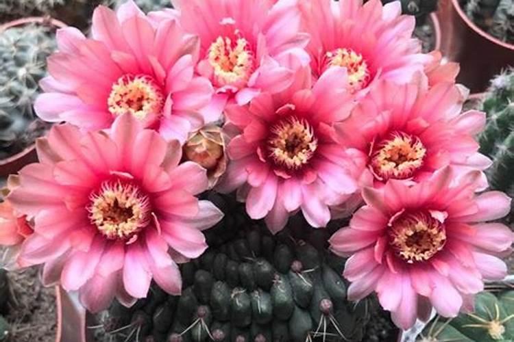 绯花玉施什么肥最好