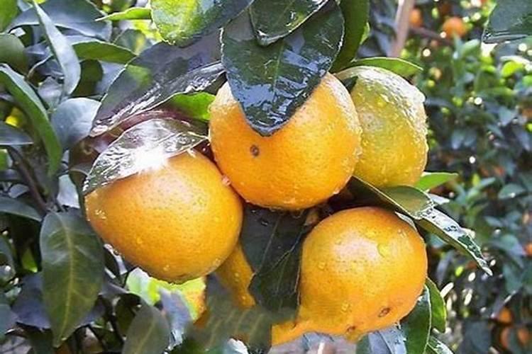 含有氨基酸和腐植酸的叶面肥有哪些