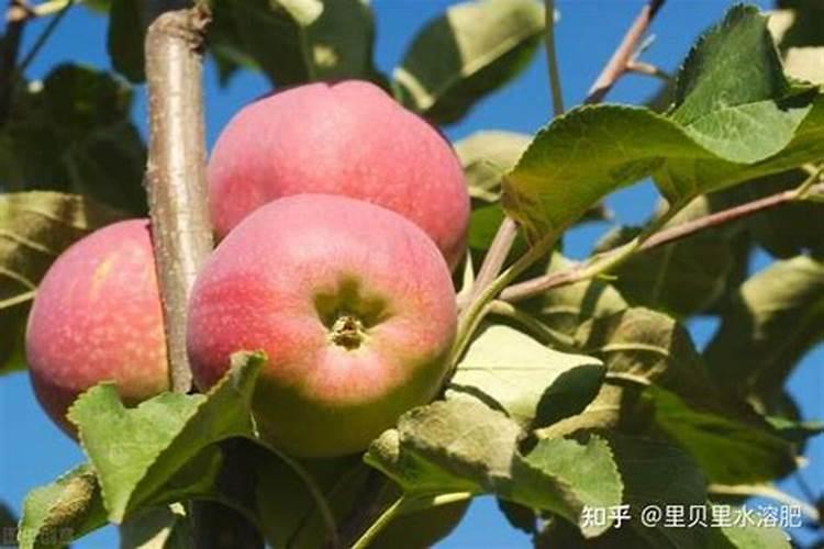 果树秋肥什么时候施比较好