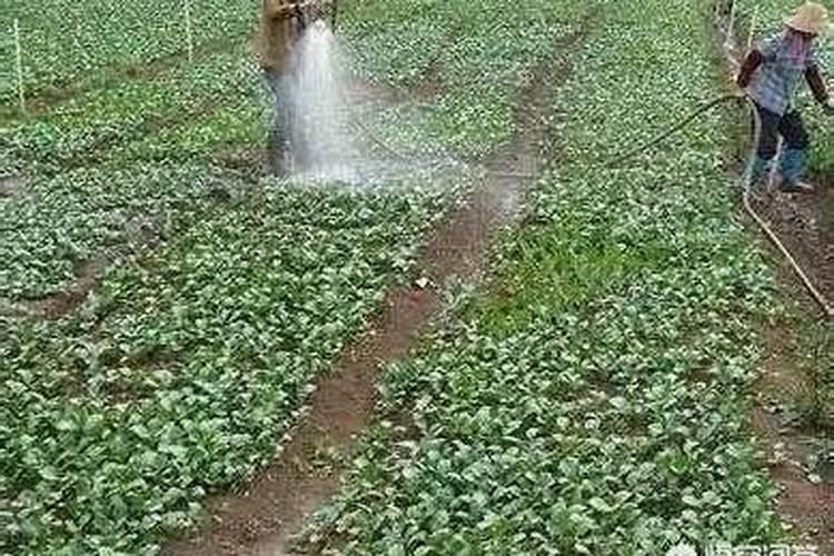 小麦喷施水溶肥4小时后下雨有影响吗？