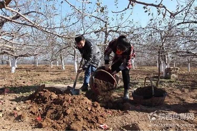 秋季果树施什么肥好 秋季果树施肥技巧