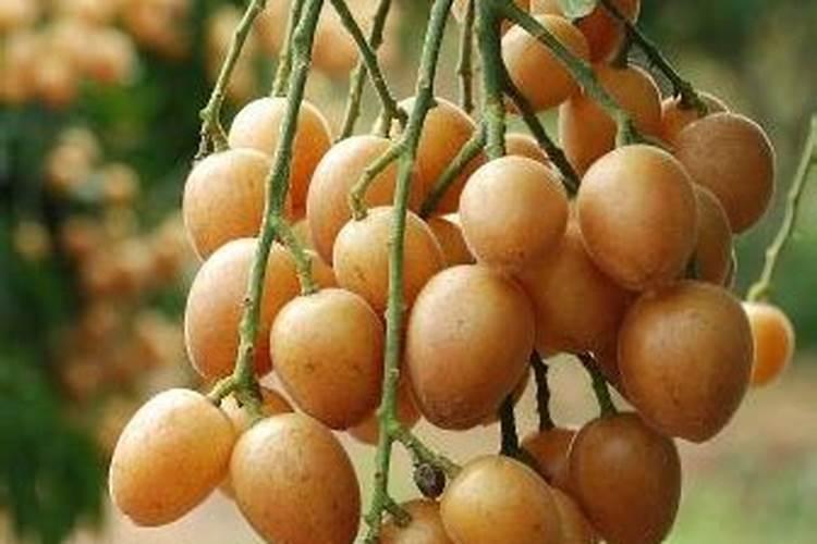 黄皮果有甜甜的味道吗