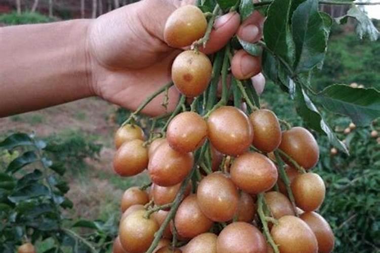 黄皮果树施什么肥