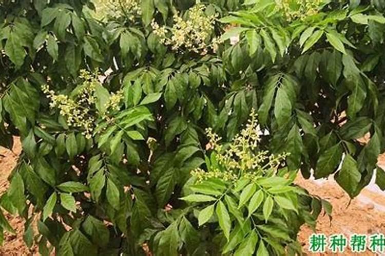 黄皮果施什么肥最好