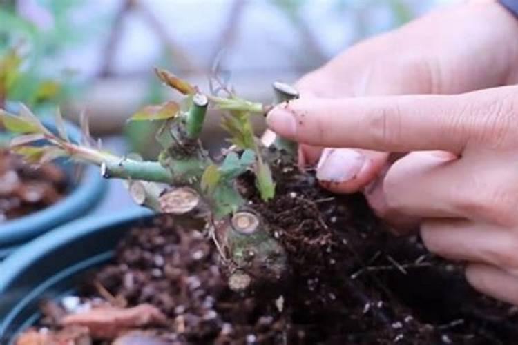 月季僵苗怎样才能发新芽