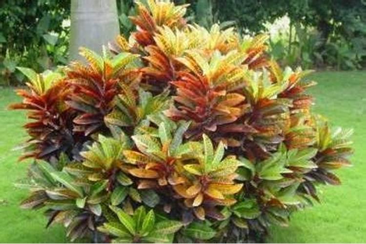 变叶木怎么施肥