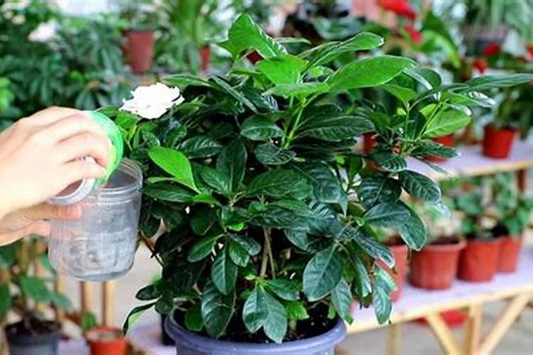 三角梅如何养护叶片花朵很鲜艳