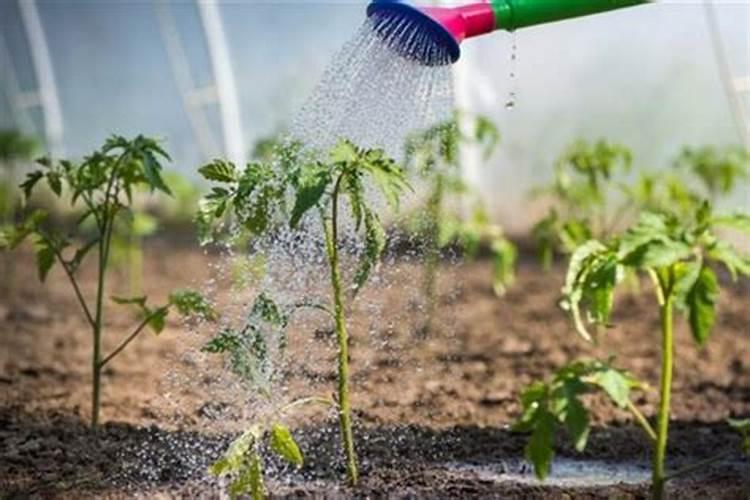 番茄什么时候冲钙肥好 注意事项有哪些