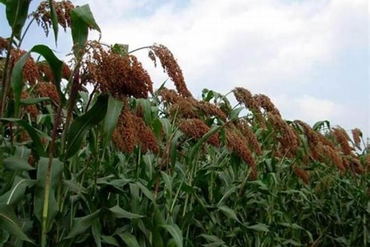 高梁在什么时候打叶面肥促早熟？