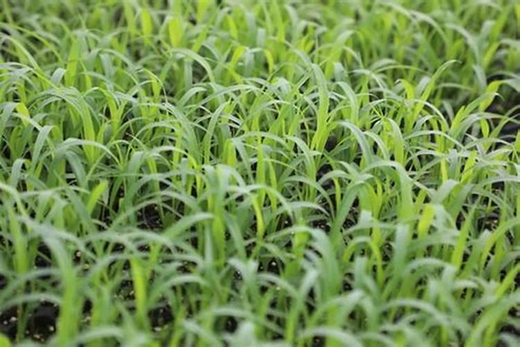 打什么药能使庄稼苗提苗就是说长的快