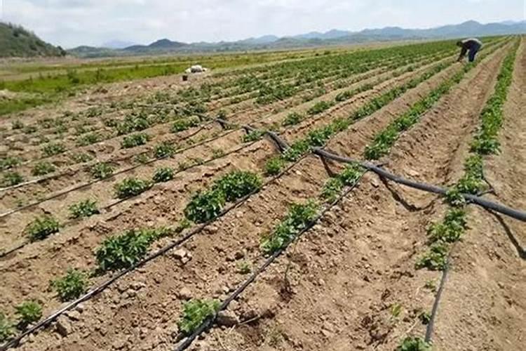 大田滴灌一亩成本多少