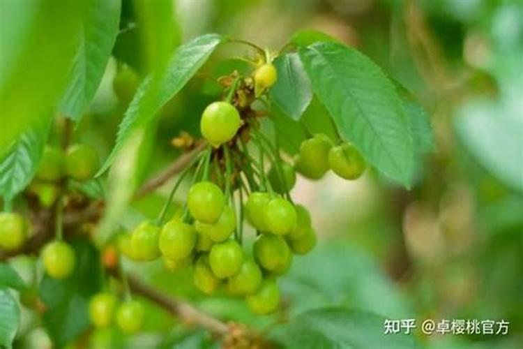 大樱桃对施肥有哪些要求？