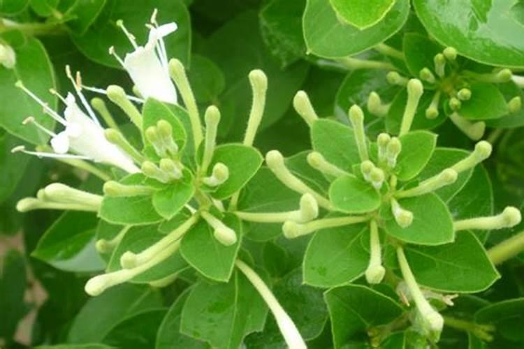 金银花浇什么肥料合适