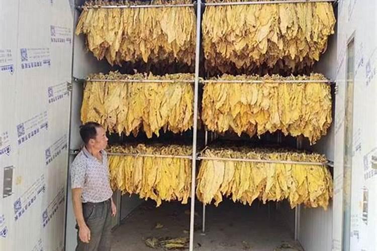 如何搞好嫩黄烟、黑暴烟的烘烤？