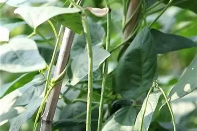 豆角打拉直带叶面肥行吗？