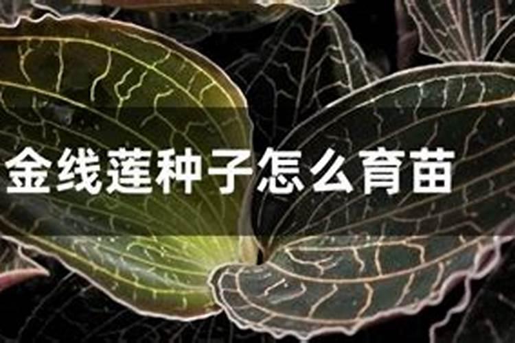 。金线莲用什么叶面肥最好,有专用叶面肥吗？