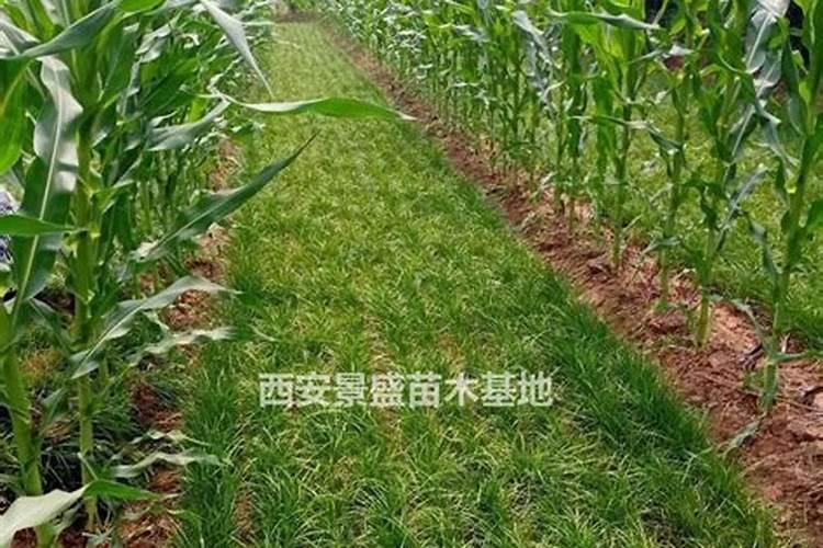 沿阶草和麦冬有什么区别？求附图解释。