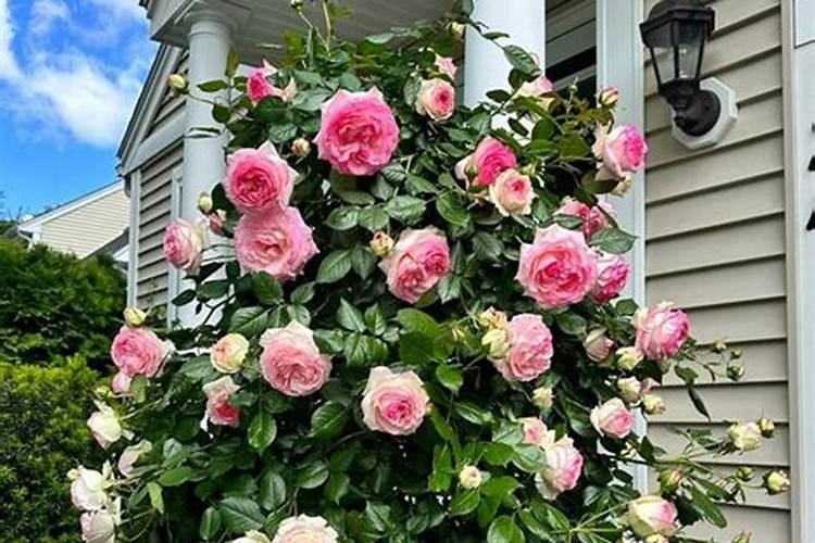 凌宵花直接爬阳光房上可以吗？