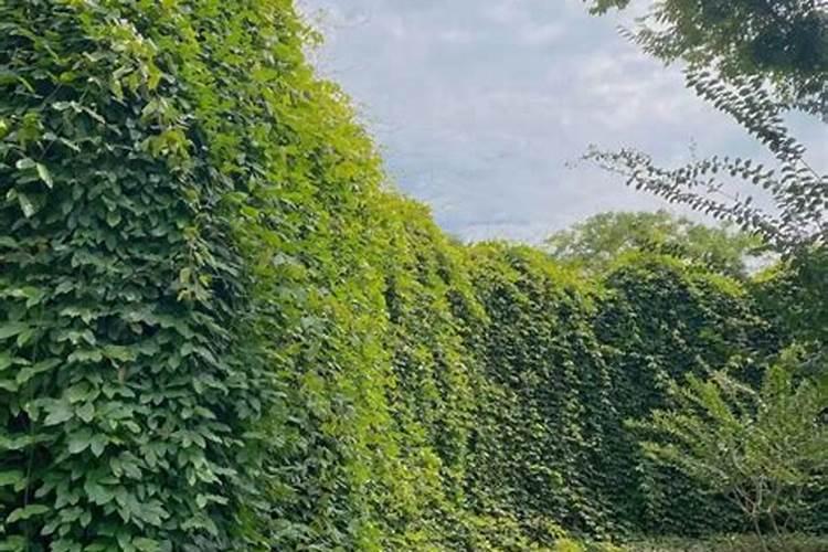 藤本月季小女孩一支独苗要剪吗？