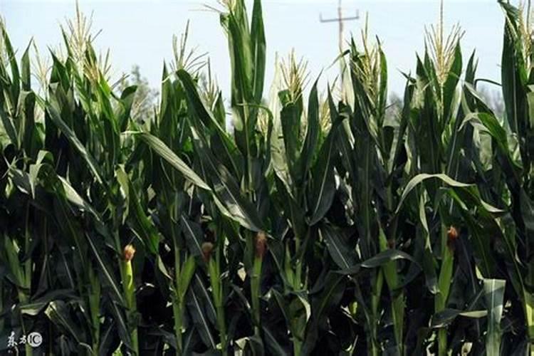 玉米地氮肥深施有哪些作用？