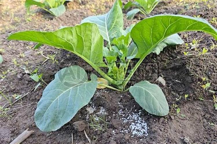 种植油菜为什么要施硼肥油菜啥时候施硼肥好