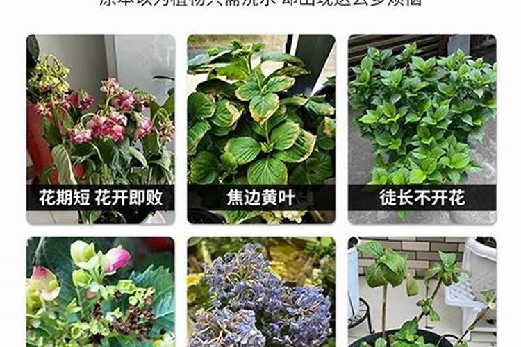 多肉植物控释肥和缓释肥的区别是什么？