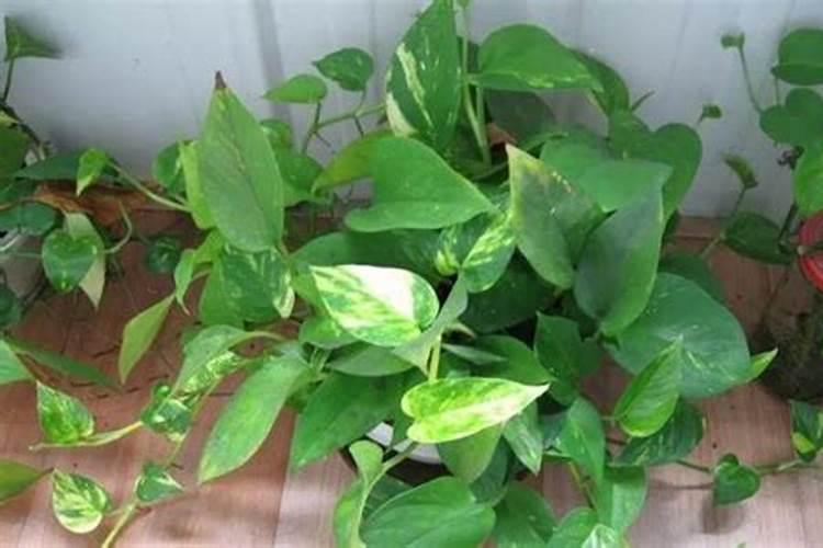 新栽葡萄树,新栽葡萄树如何管理呢？