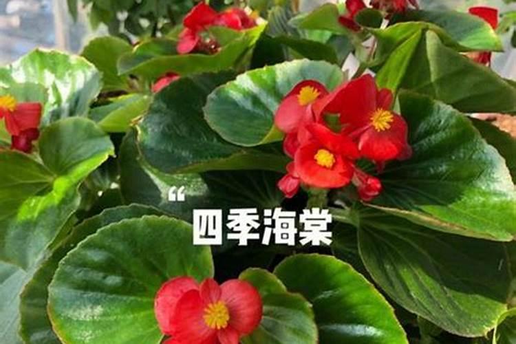 四季海棠施什么肥