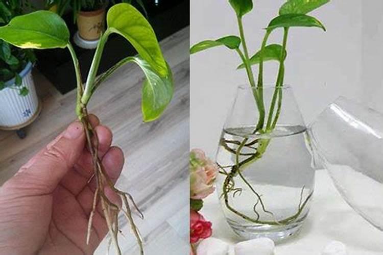 水培绿萝用什么肥料