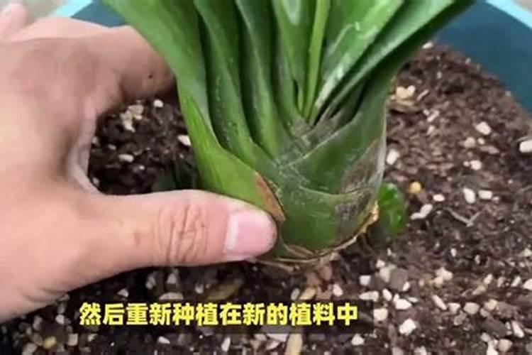 家养君子兰氮磷钾如何采用