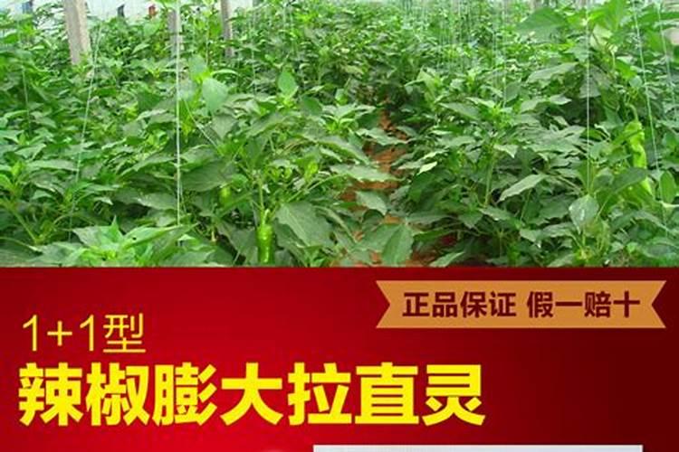 怎样种植指天椒？