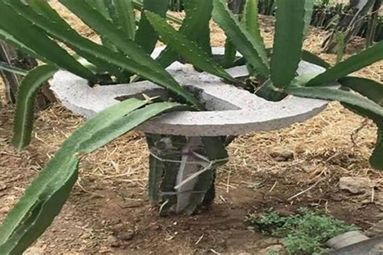 火龙果要放什么肥料