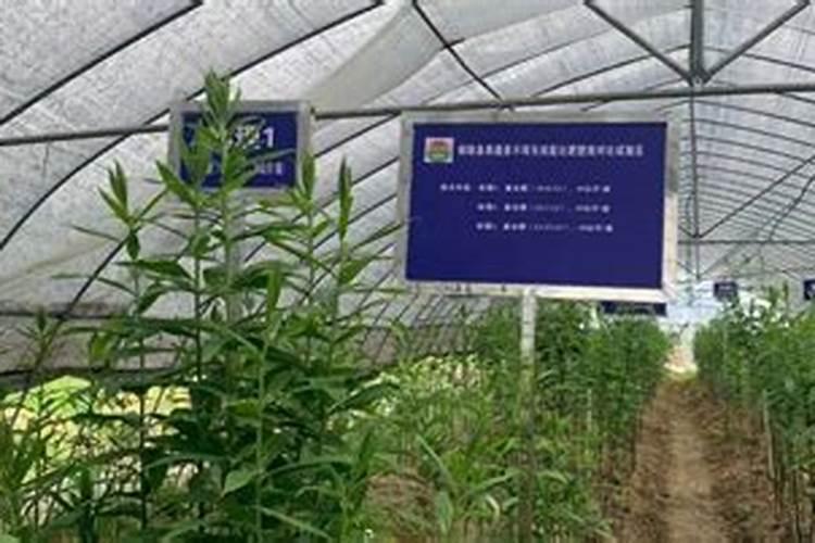 推进有机肥替代化肥 助力农业绿色发展