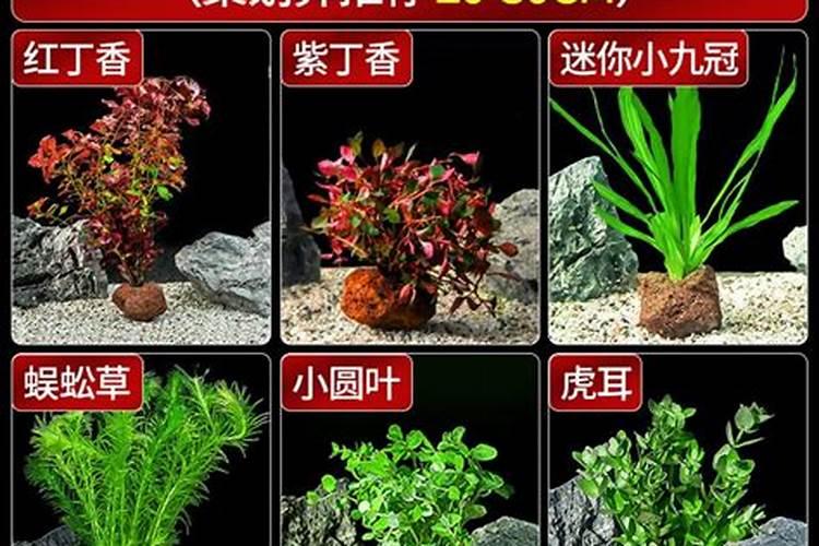 钙肥的作用及施用方法