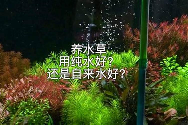 草玉梅的养殖方法