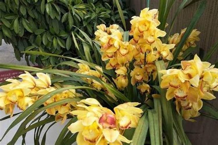 大叶蕙兰花开败后怎么处理 大叶蕙兰花开败后的处理方法