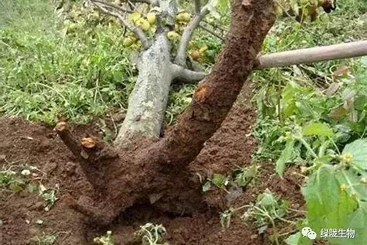 钾肥有哪些 钾肥是什么