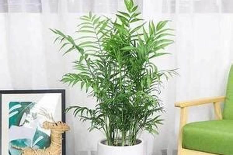 凤尾竹怎么施肥