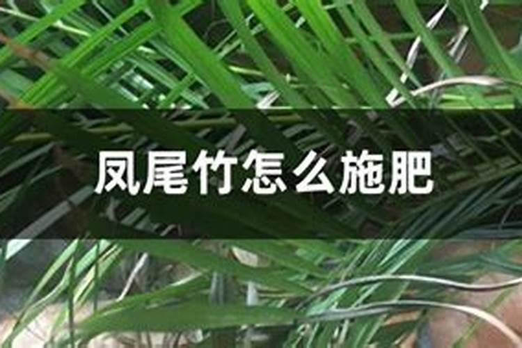 凤尾竹需要什么肥料