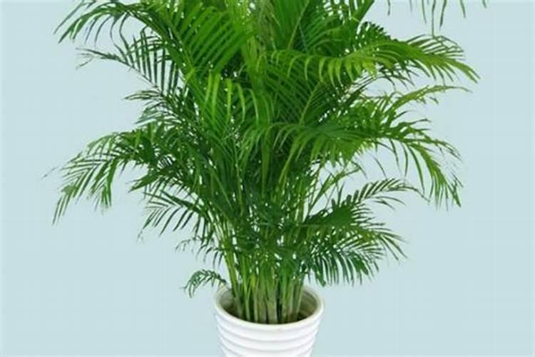 凤尾竹怎么施肥