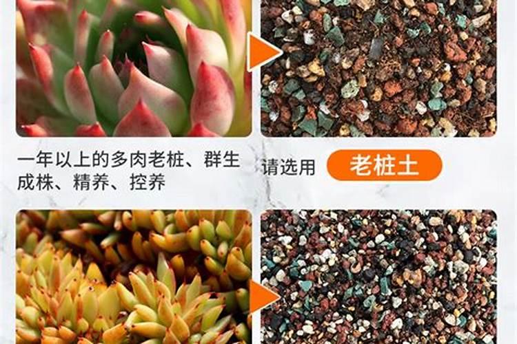 多肉缓释肥怎么用