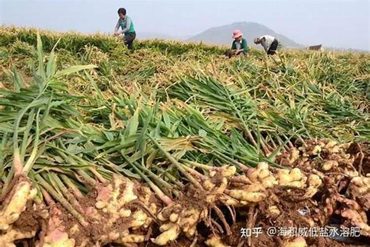 生姜的钾肥是什么