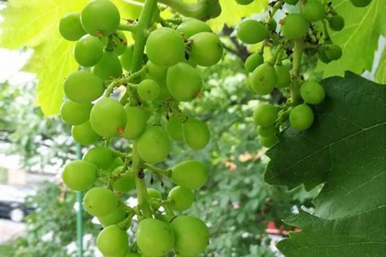 葡萄硼肥什么时候打最好？开花前？还是花期打？