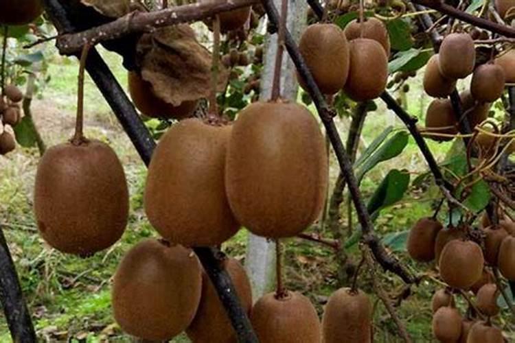 猕猴桃的种植与管理