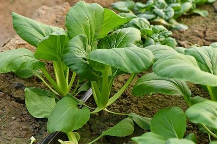 无花果施肥的正确方法