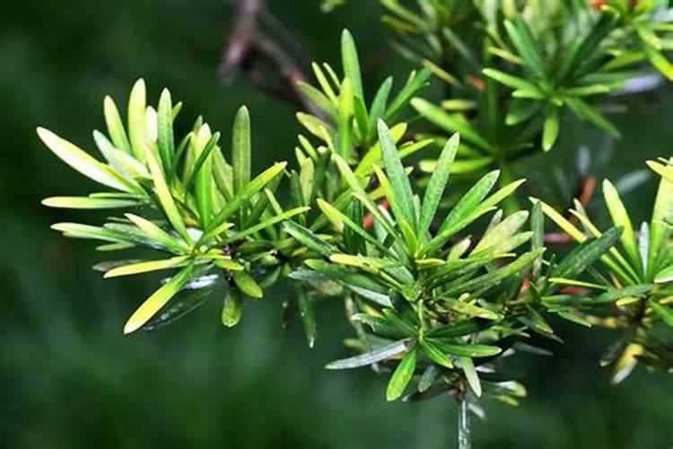 罗汉松喜肥吗 喜欢施什么肥料