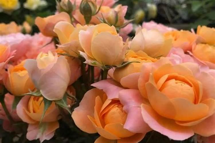 月季施肥和打药要错开时间吗