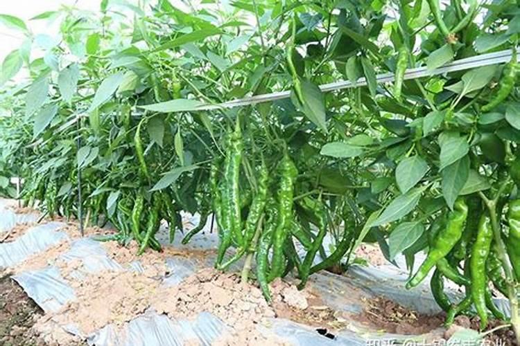 大棚辣椒后期追肥几次,各在什么时期？能不能浇空水？